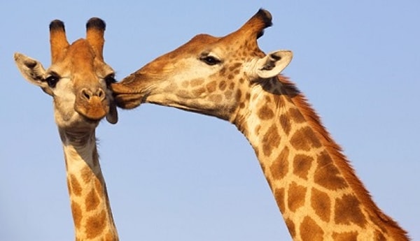 Показать правильный ответ