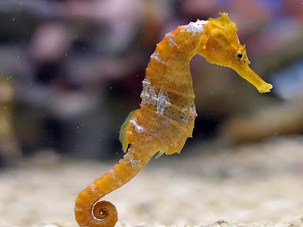 6. У морских коньков два желудка.