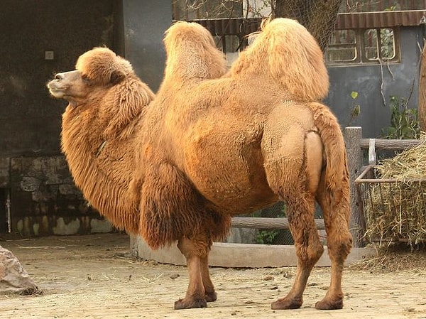 7. Верблюды могут добывать воду из почвы.