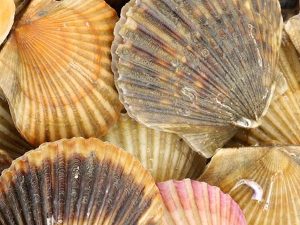 8. У морских гребешков нету глаз.