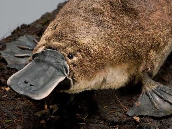 9. Утконос - ядовитое животное.