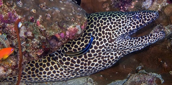 Показать правильный ответ