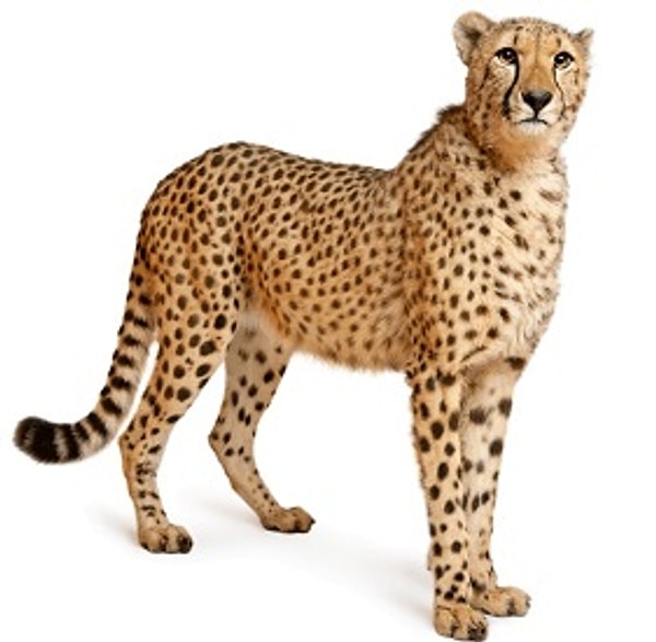 Показать правильный ответ