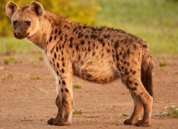 Показать правильный ответ