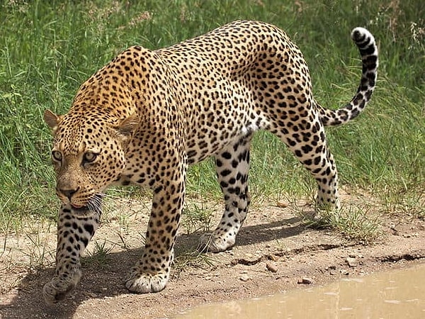 2. Зимой леопарды спариваются по 12-16 раз за день