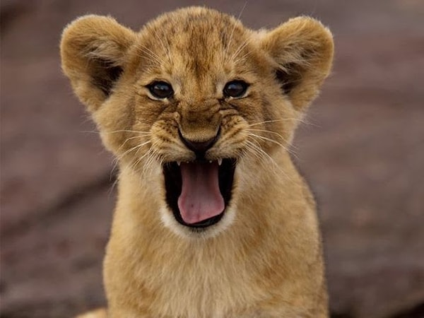 4. Все большие кошки умеют рычать