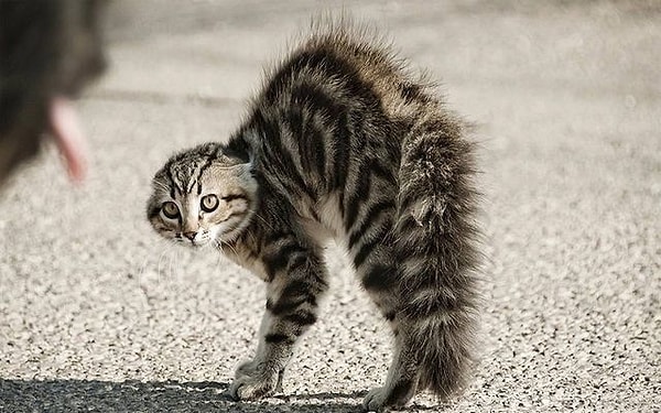 7. Какие представители семейства кошачьих не относятся к большим кошкам?