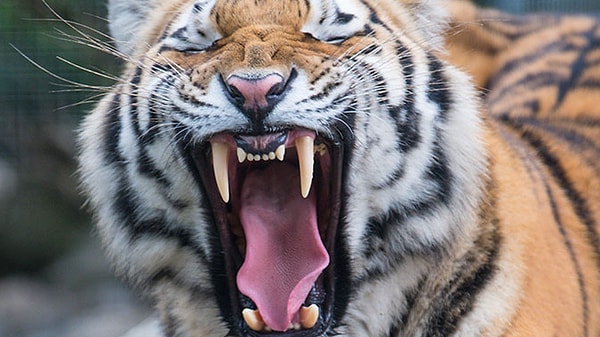 8. Сколько кг мяса за раз съедает тигр?