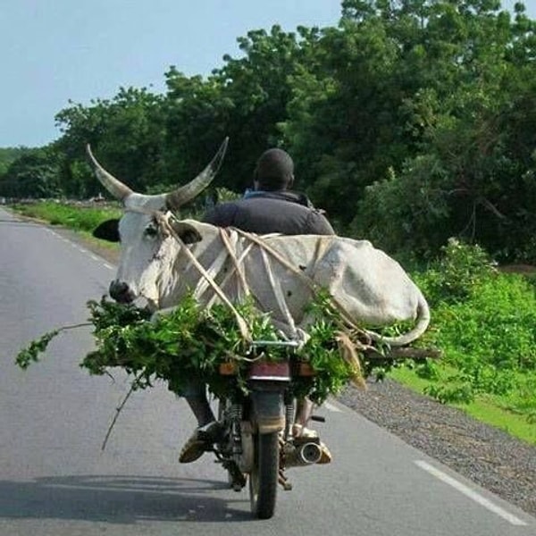 6. Велосипед - лучшее транспортное средство 👏👏