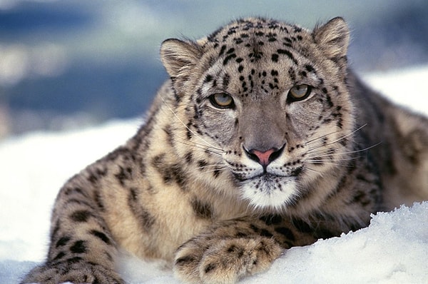 4. «Более того, мы живем в период шестого массового вымирания за последние 540 млн лет, а это означает, что три четверти всех видов животных могут исчезнуть уже к концу столетия».