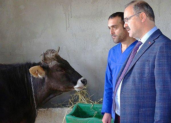Artık Atatürk Üniversitesi Veteriner Fakültesi'ne ait çiftlikte hemcinsleri ile birlikte yaşayacak