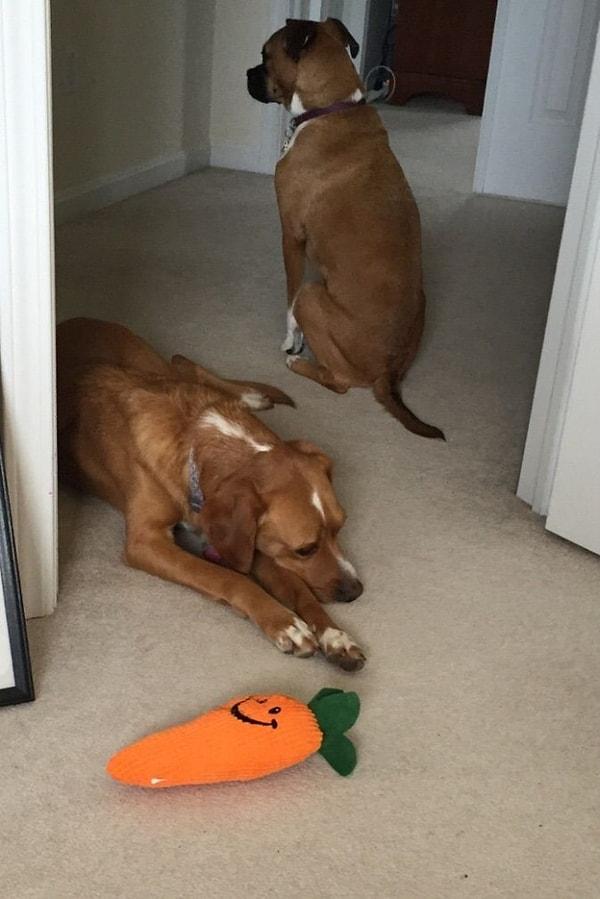 8. "Köpeğimizin çalışma odasına girmesi yasak. O da şimdi yanlışlıkla oyuncağını içeri kaçırmış da alması gerekiyor gibi yapıyor."