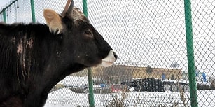 19 Ay Sonunda Gelen Özgürlük! Trafik Kazasına Karışan Düve Arkadaşlarının Yanına Dönüyor