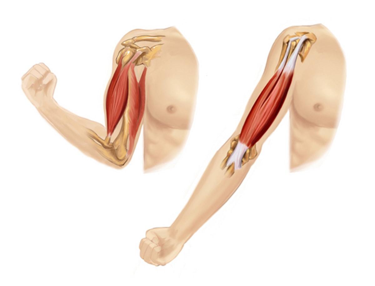 Как понять крепление бицепса. Анатомия сухожилия двуглавой мышцы. Бицепс плеча анатомия. Сухожилия мышц прикрепляются к. Сухожилие двуглавой мышцы плеча анатомия.