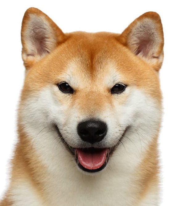 Показать правильный ответ