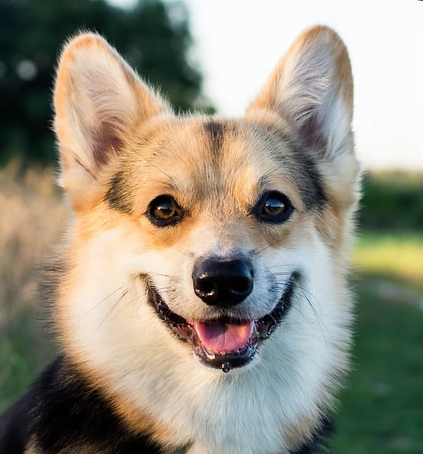 Показать правильный ответ