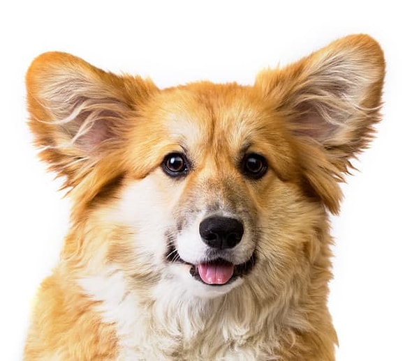 Показать правильный ответ