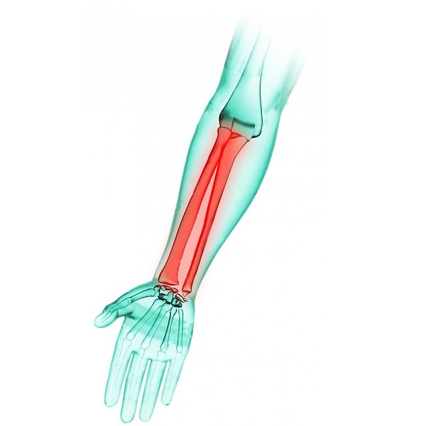 6. Какая кость выделена красным цветом?