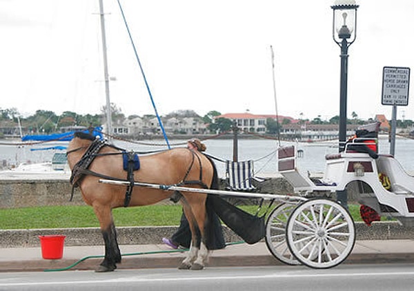 5. Лошадь без головы?! Эээээ… 0_о