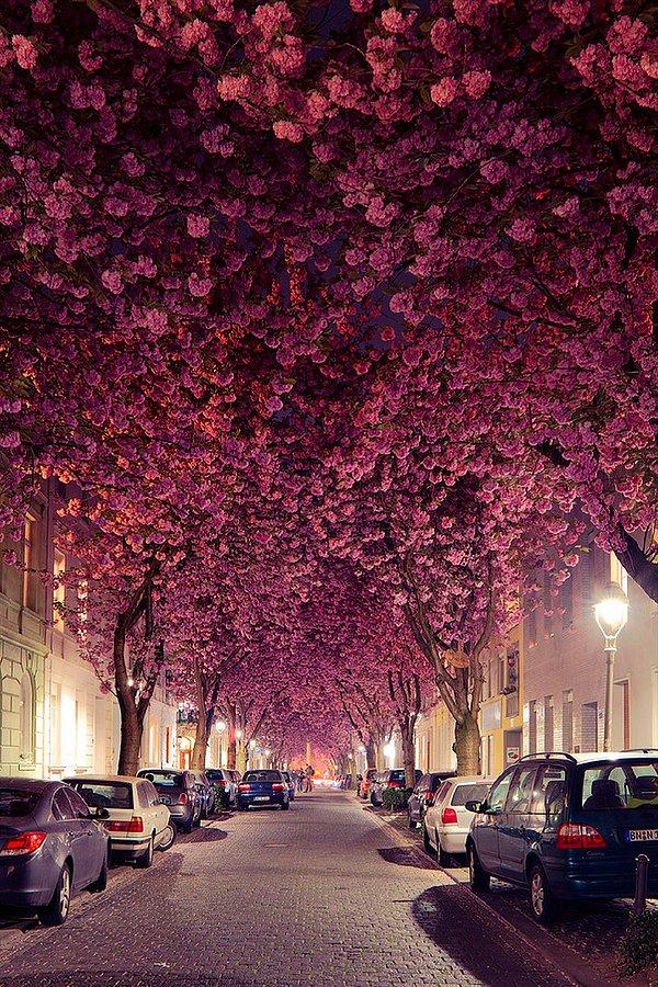 8. Almanya'da kiraz çiçekleriyle bezeli bir cadde.