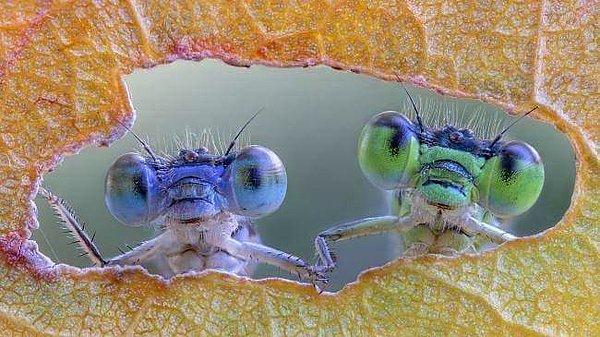 10. El ele tutuşan iki yusufçuk. "Bir Böceğin Yaşamı" filminin karesi gibi.