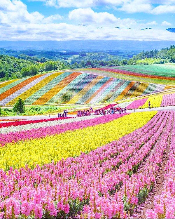 20. Japonya'nın Hokkaidō adasındaki bir çiçek tarlası.