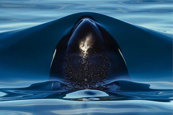 13. Katil balinanın su yüzeyine çıkmasına ramak kala.