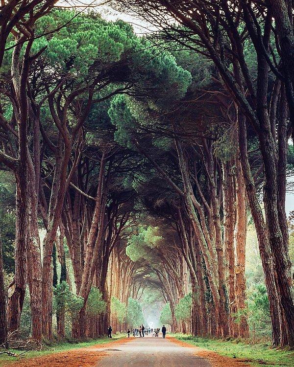18. İtalya'da ağaçlarla sarmalanmış bir yol.
