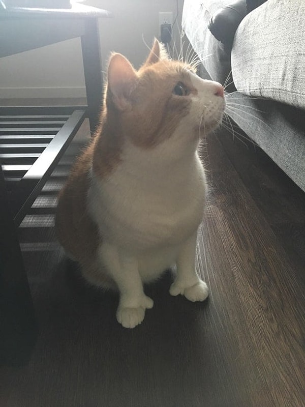 9. Этот милейший котэ с пальчиками наверняка помогает хозяину делать работу по дому