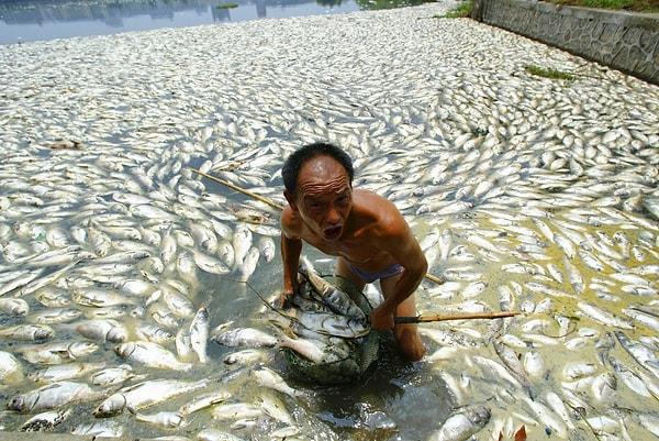 7. Çin'de Temmuz 2007'de çekilen bu karede, Wuhan gölünde kirlenme ve sıcak hava koşuları yüzünden ölen tonlarca balığı temizleyen bir işçi görüyoruz.