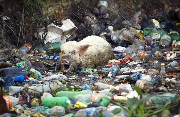 9. Rio De Janeiro'da pisklikten geçilmeyen bu derede yiyecek arayan bir domuz, Haziran 2012.