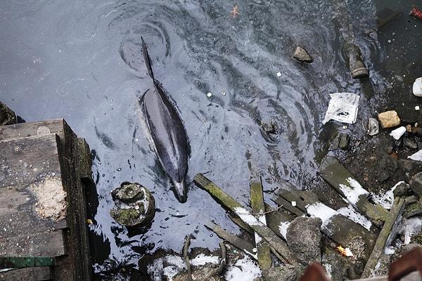 15. Brooklyn'in Gowanus Kanalı'nda yüzmekte zorlanan yaralı bir yunus, Ocak 2013.