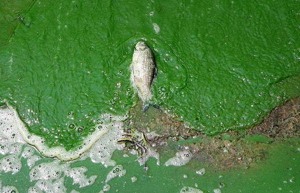 18. Çin'de Dianchi Gölü'nde kıyıya vurmuş bu balık, yeşil alglerin istila ettiği sularda öldü.