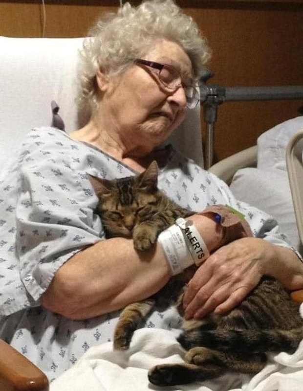 Kedi Isimleri Arayanlar Icin 50 Harika Oneri