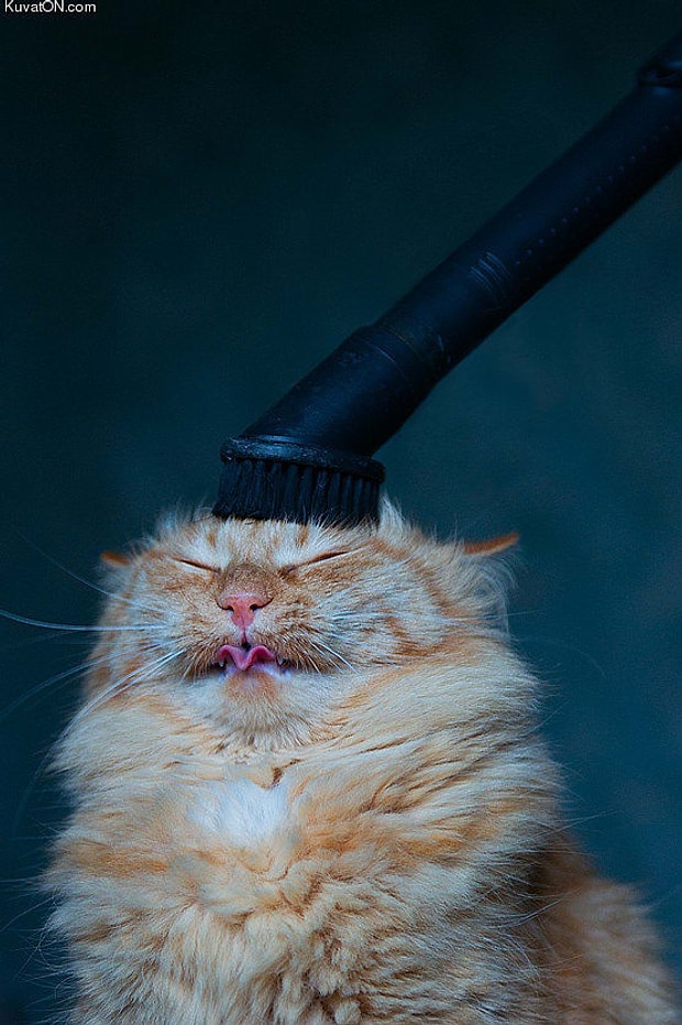 Kedi Isimleri Arayanlar Icin 50 Harika Oneri