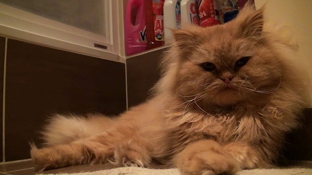 Kedi Isimleri Arayanlar Icin 50 Harika Oneri