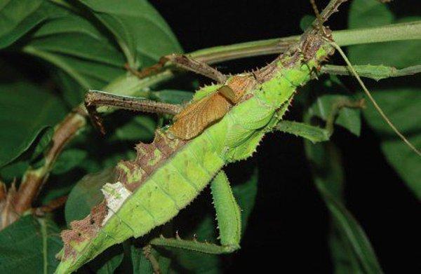 Sopa böceğinin normalde dişileri yeşil renkli, erkekleri ise kahverengidir. Ginandromorf bir sopa böceği ise tam olarak şöyle görünür: