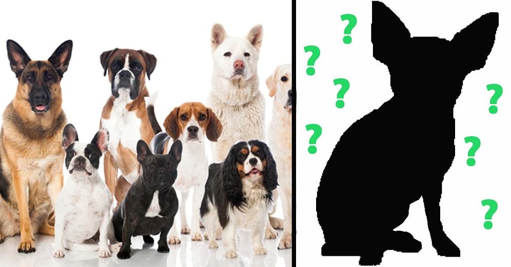 Тест: только человек, который души в собаках не чает, сможет отгадать все эти породы по силуэту