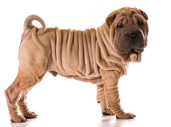 Посмотреть правильный ответ: