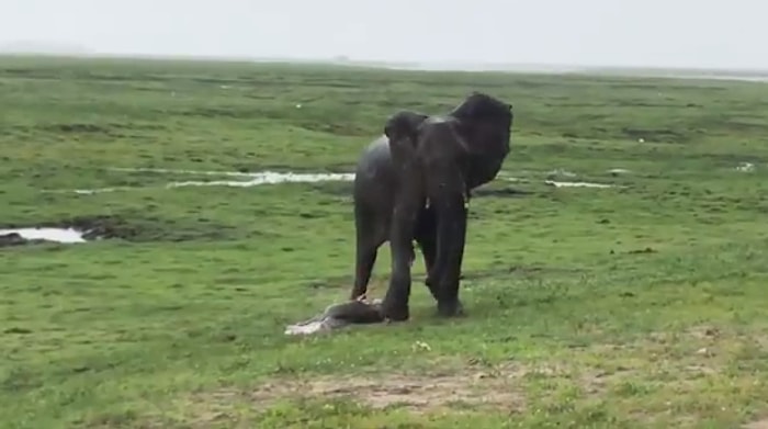 Yeni Doğan Yavruyu Korumak İçin Başına Toplanan Fillerin Muhteşem Görüntüsü