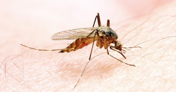 5. Писк комаров: