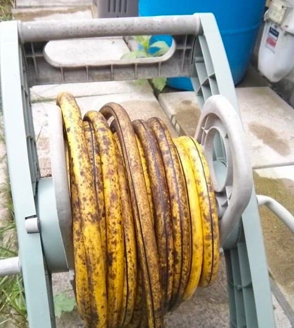 9. Банановый рай? А нет, показалось...