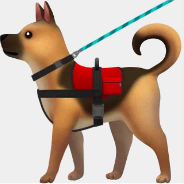 9. Собака-поводырь на поводке и в жилете: