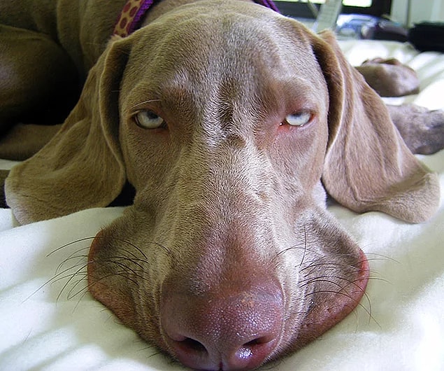 5. This dog who definitely needs more sleep.