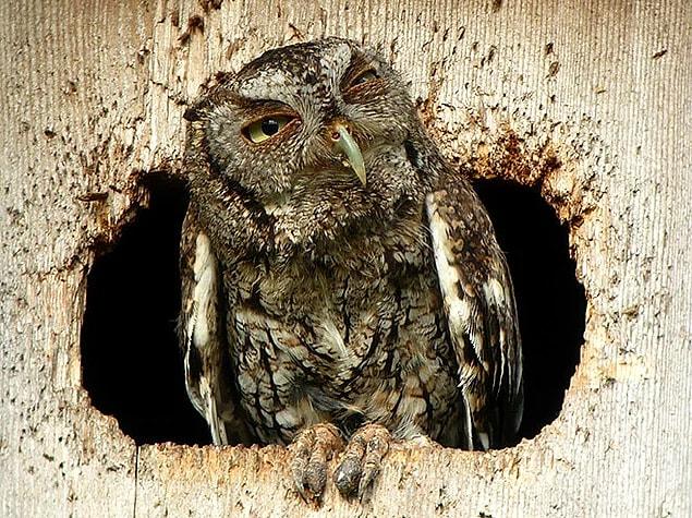 7. This owl just can't get up.