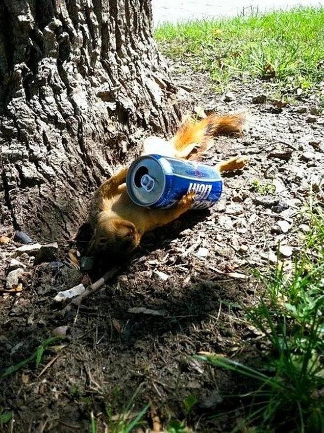 20. Squirrel prefers light beer for a hangover cure.