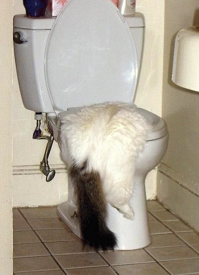 23. This cat can not leave the bathroom right now!