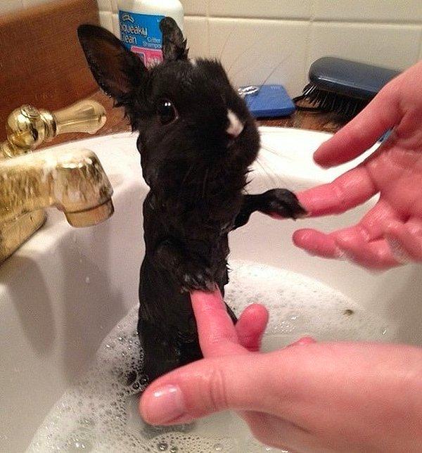 8. Su tavşanları çok daha ince gösteriyorsa demek ki... 😌