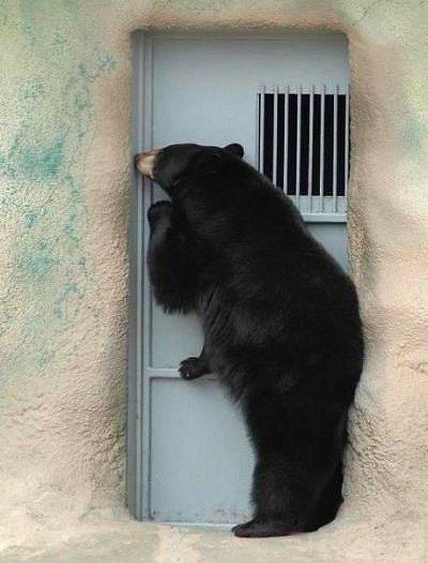 14. Bazı ayılar kapıyı çalarak başlarlar saldırıya.