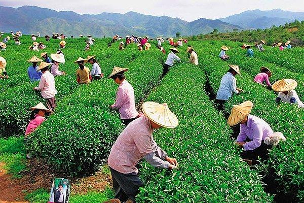 7. Çin'de tarım ilacı kullanımı sınırlandırılarak verimlilik artırılıyor.